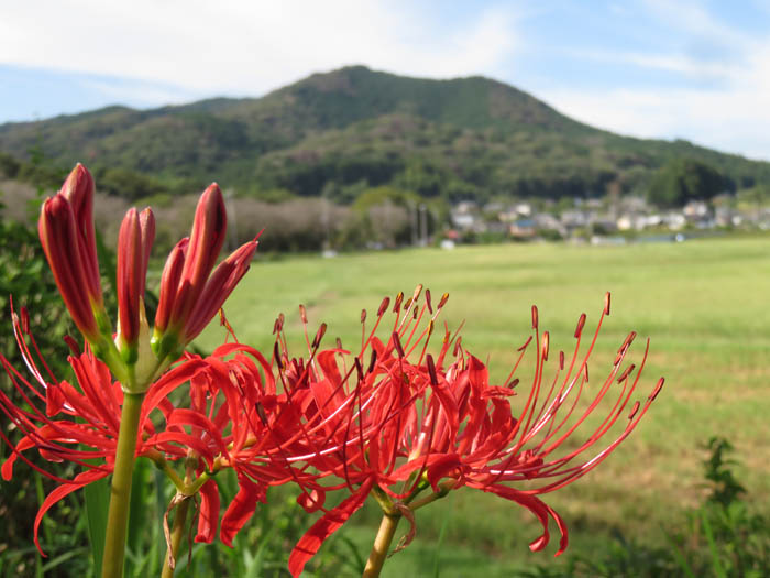 photo：巾着田から日和田山を見る