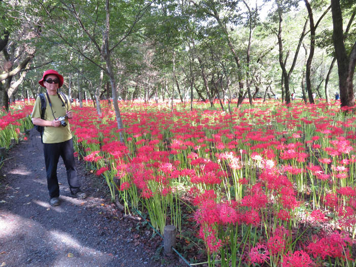 photo：巾着田　曼珠沙華公園