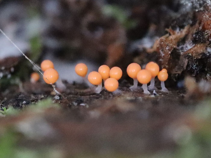 ホソエノヌカホコリの未熟子実体：地附山