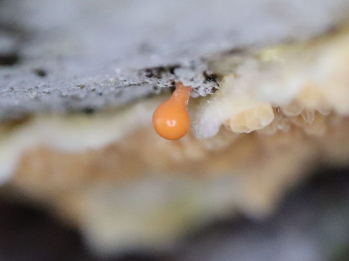 ヌカホコリの未熟子実体か：地附山