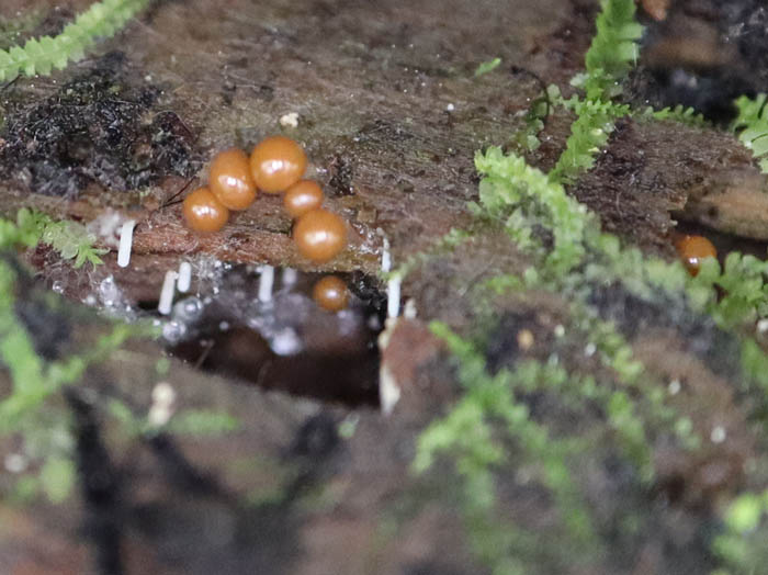 ホソエノヌカホコリの未熟子実体：地附山