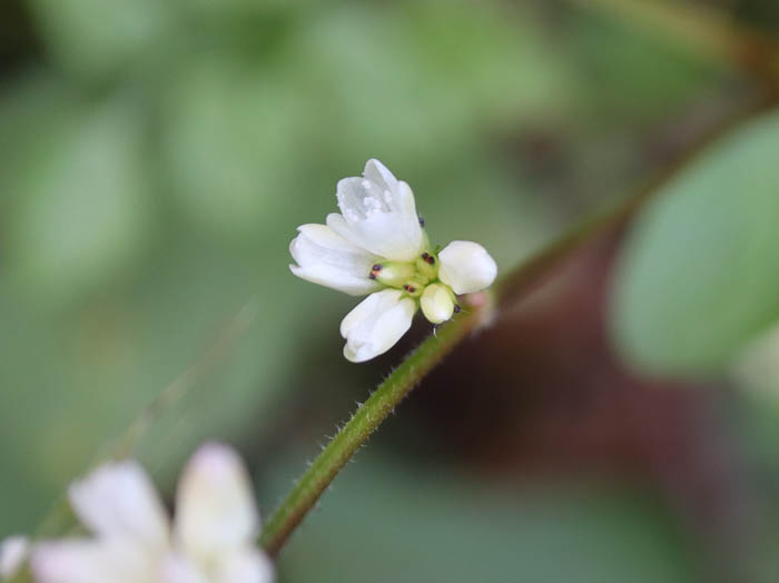 ミゾソバの開き始めた花：葛山