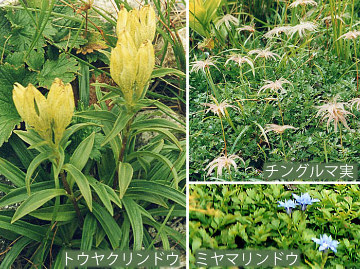 photo18トウヤクリンドウ