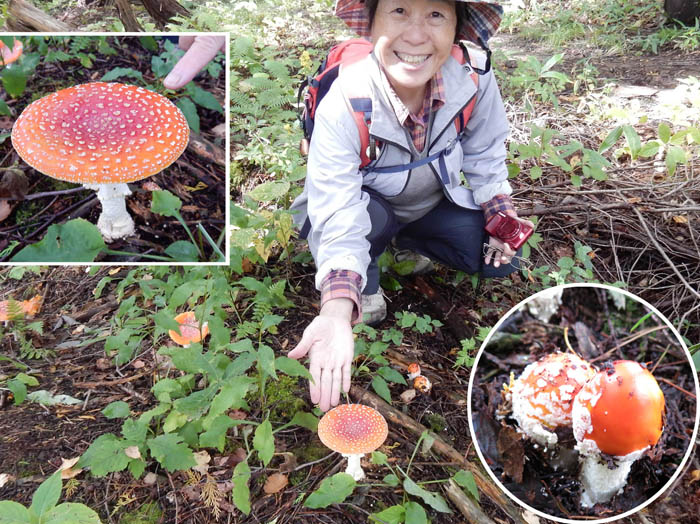 photo10ベニテングタケがいっぱい