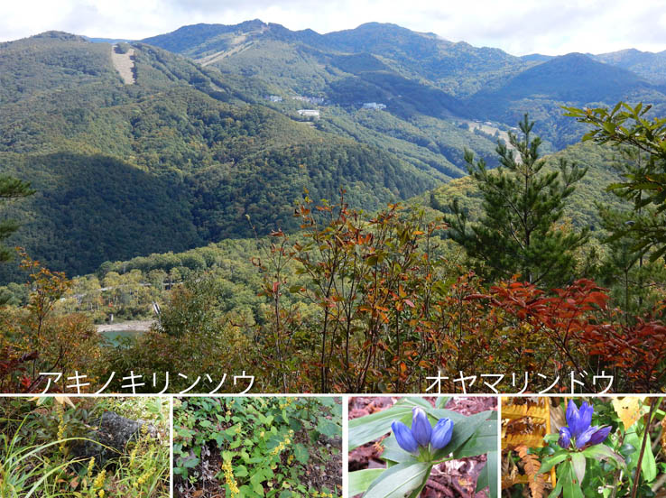 photo13山頂から琵琶池と志賀の山々,アキノキリンソウ,オヤマリンドウ