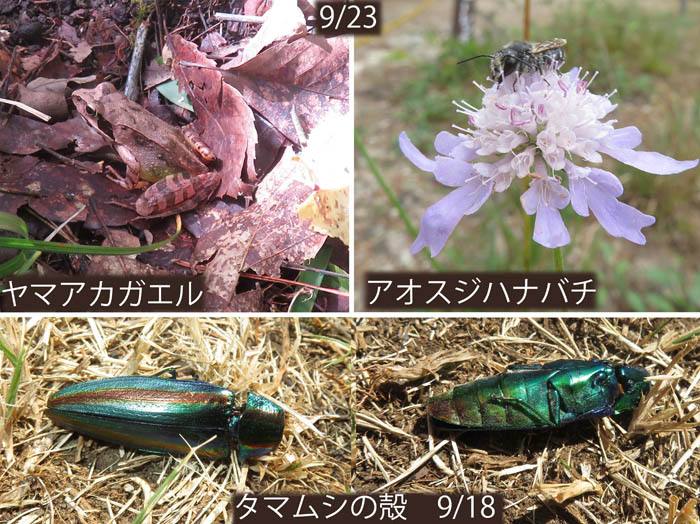 photo：ヤマアカガエル,アオスジハナバチ：地附山