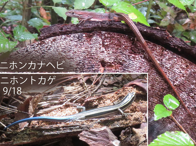 photo：ニホントカゲとニホンカナヘビ：地附山