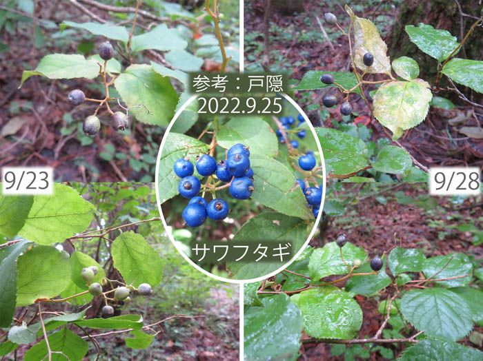 photo：サワフタギだろうか：地附山