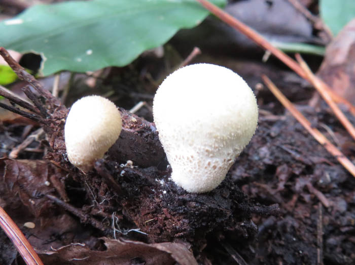 photo：キツネノチャブクロ幼菌：地附山