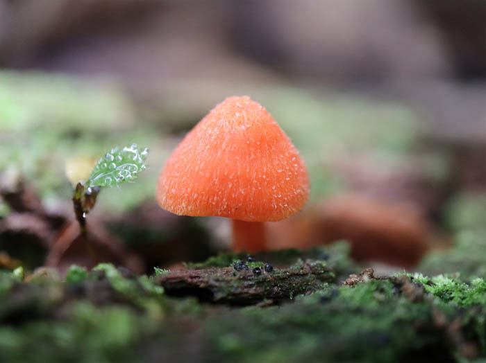 photo：アカイボカサタケ：地附山