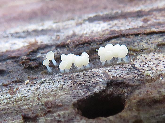 photo：クロサカズキホコリとニセタチコホコリ：地附山
