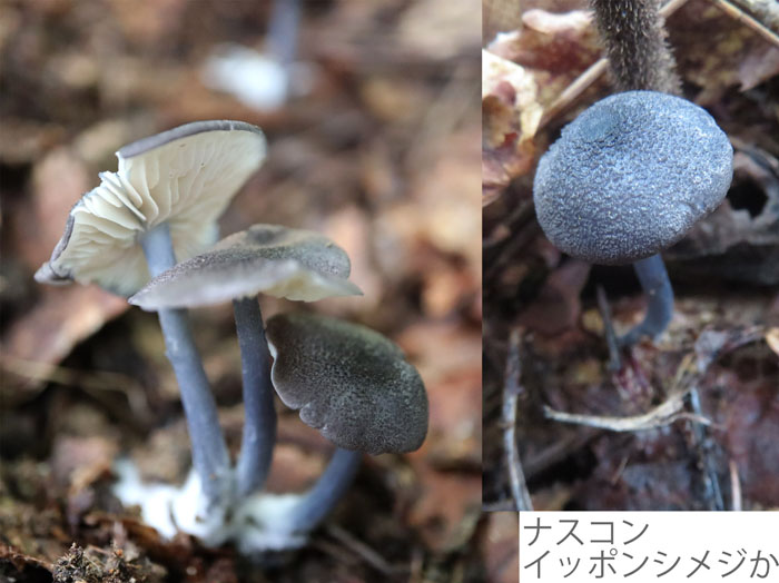 photo：ナスコンイッポンシメジか：地附山