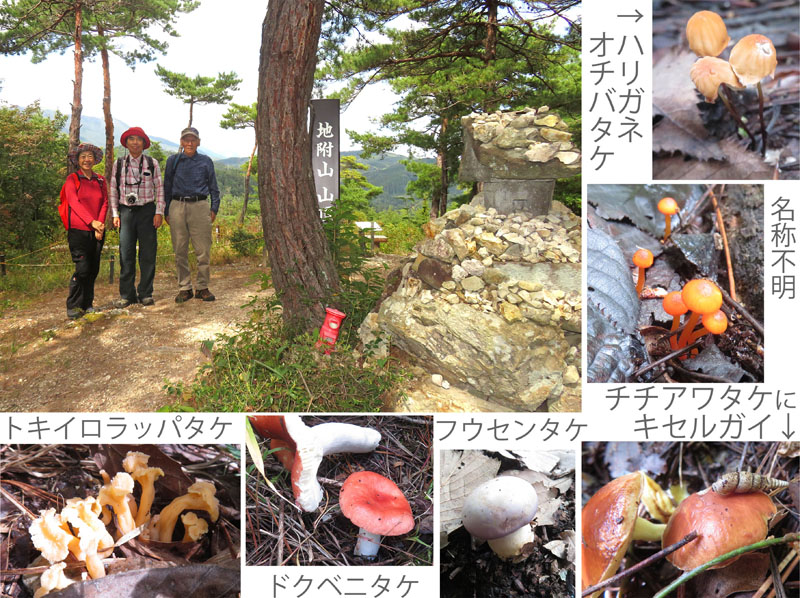 photo：ハリガネオチバタケ,チチアワタケ（キセルガイつき）,フウセンタケ,ドクベニタケ,キイロラッパタケ：地附山