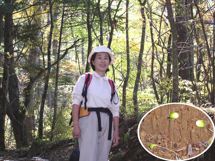 photo：どんぐりが落ちている道：三ツ峠山