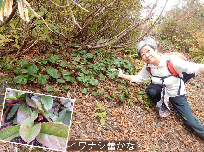 photo9オオイワカガミの葉が光っている