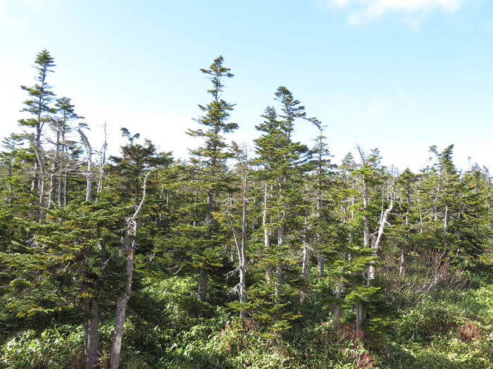 写真10山頂周辺の深い針葉樹の森