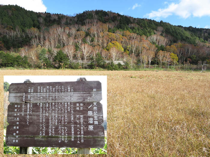 写真19草紅葉の田ノ原湿原