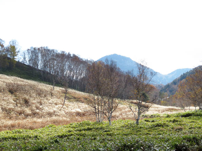 写真24光るススキと笠岳