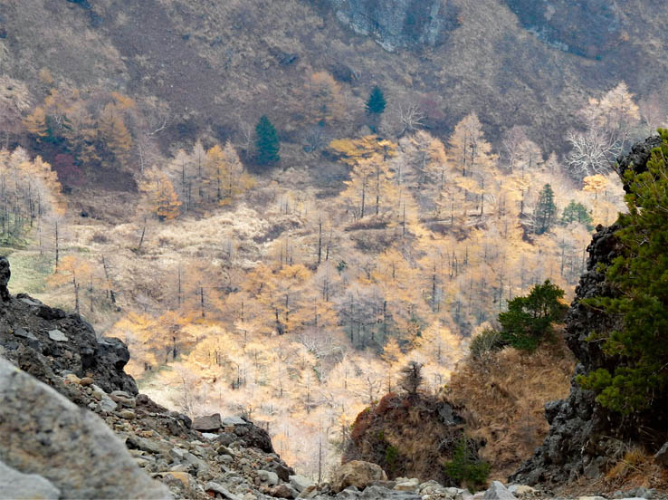 photo16湯の平のカラマツ：黒斑山