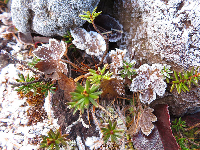photo霜の芸術：黒斑山