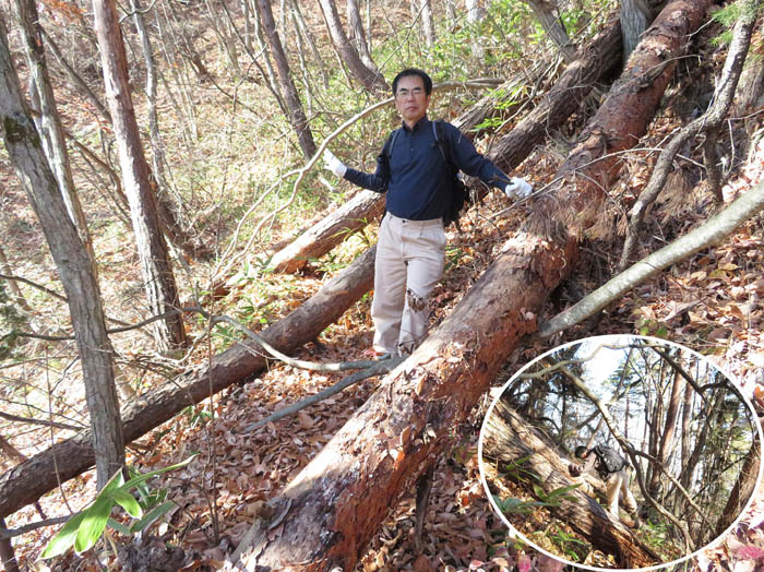 photo5越えても越えても倒木だらけ：葛山