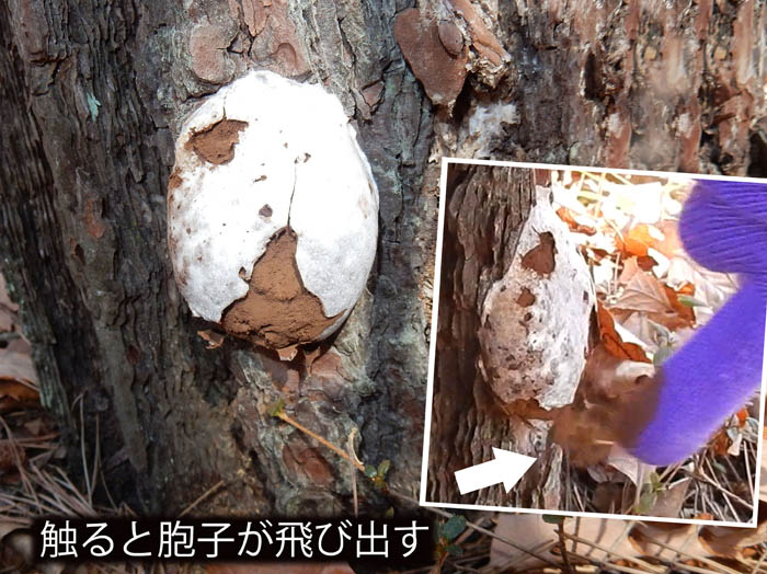 photo8粘菌ドロホコリの仲間か：葛山