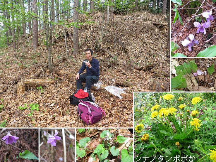 photo9春の花が咲きだす頃：葛山
