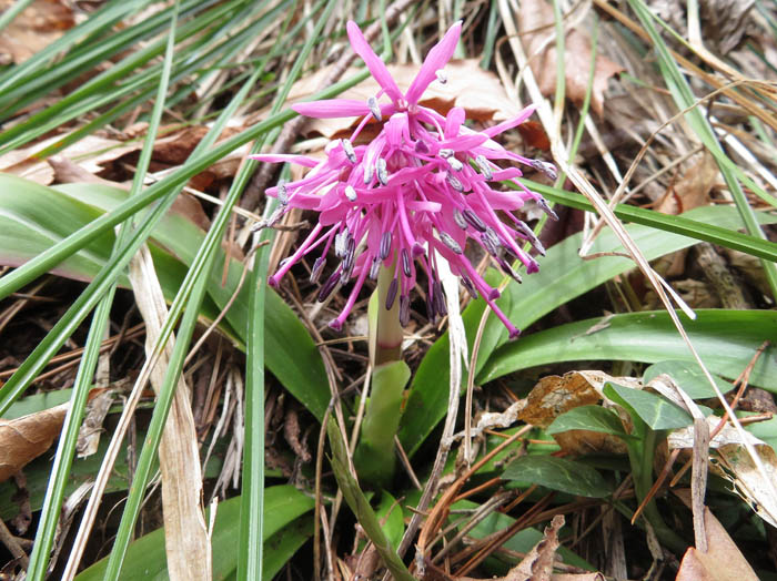 photo4ショウジョウバカマ：地附山