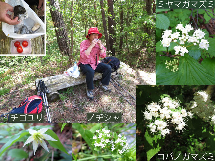 photo5森の中で食べるおにぎり：地附山,チゴユリ