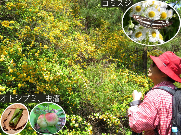 photo5満開のヤエヤマブキ：地附山