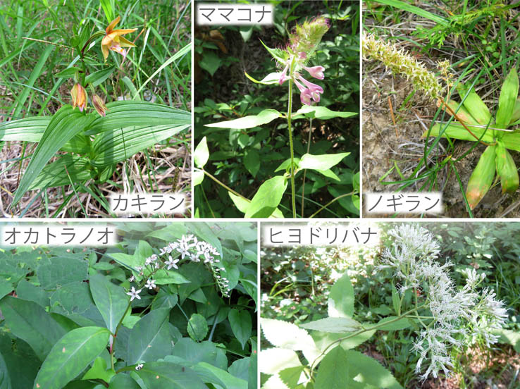 photoカキラン,ママコナ,ノギラン,オカトラノオ,ヒヨドリバナ：地附山
