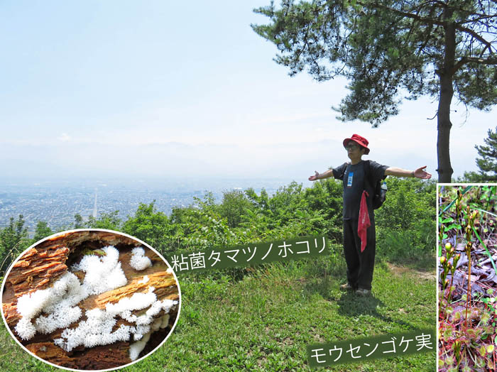 photoモウセンゴケ実,タマツノホコリ：地附山