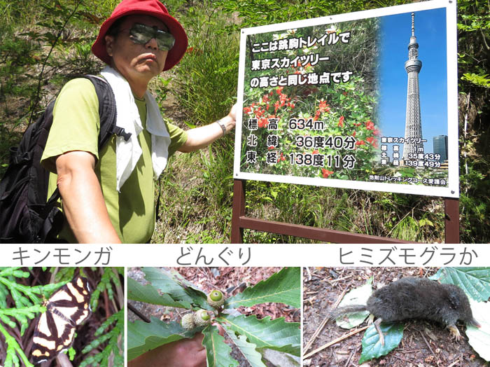 photoキンモンガ,どんぐり,ヒミズモグラ？：地附山