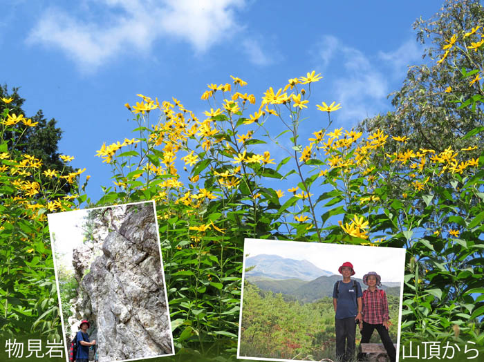 photo９キクイモの群落：地附山