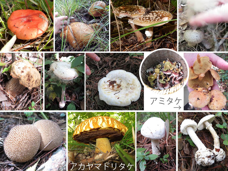 photoアカヤマドリなどキノコ：地附山