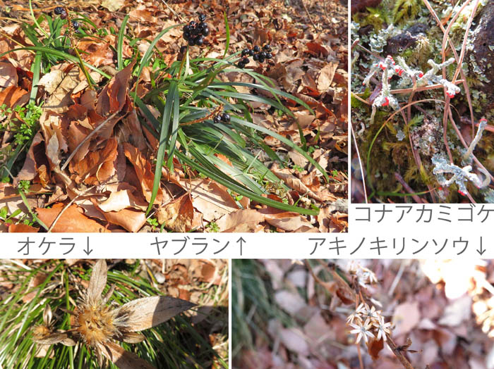 photo1花の名残りオケラ,ヤブラン,アキノキリンソウと苔コノアカミゴケ：地附山