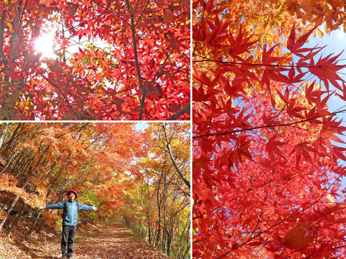 photo11紅葉の中を行く：地附山