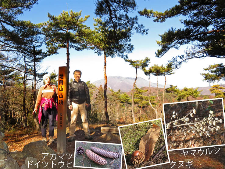 photo12木の実,アカマツ,ドイツトウヒ,クヌギ,ヤマウルシ：地附山