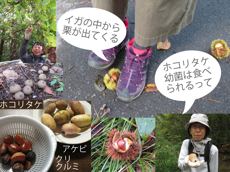 photo：アケビの実など：地附山