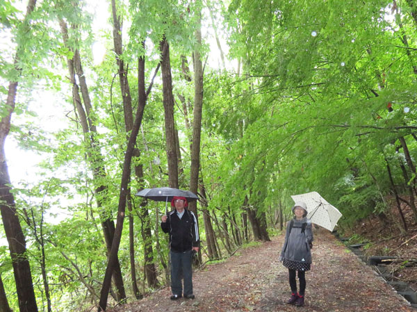 photo：雨粒が落ちる楓の道1010：地附山