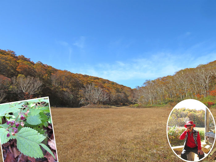 photo：カメバヒキオコシ萼：カヤの平