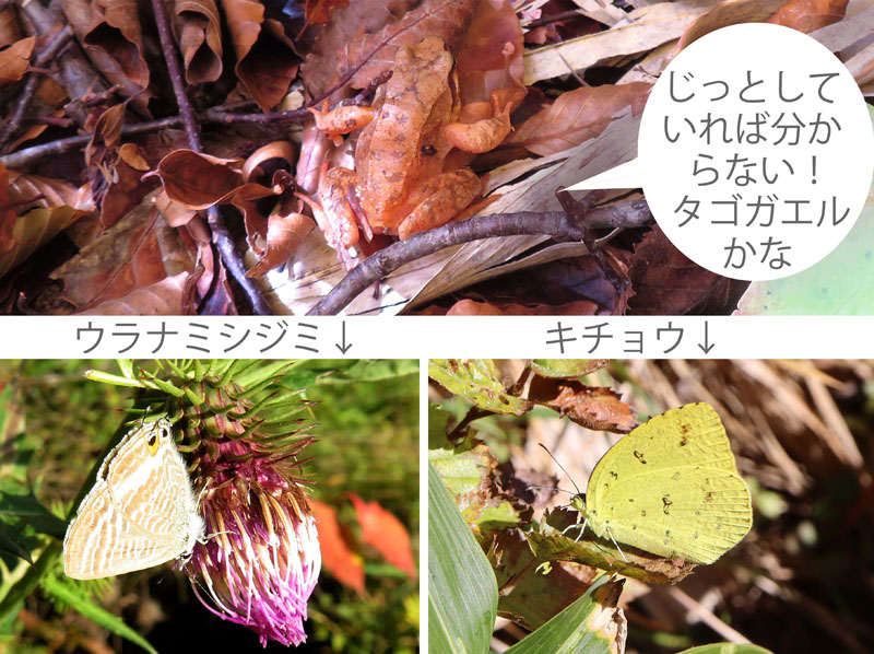 photo：タゴガエル,キチョウ,ウラナミシジミ：カヤの平