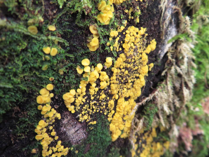 photo：ビョウタケ：カヤの平
