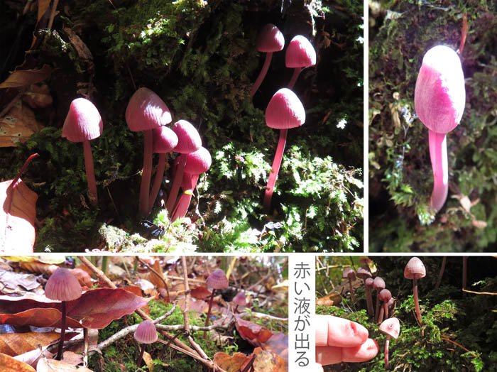 photo：チシオタケ：カヤの平
