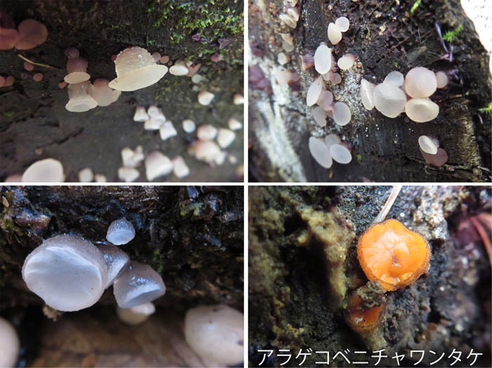 photo：みんなチャワンタケの仲間かな：カヤの平