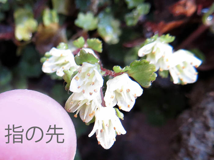 photoハナネコノメの葯：白
