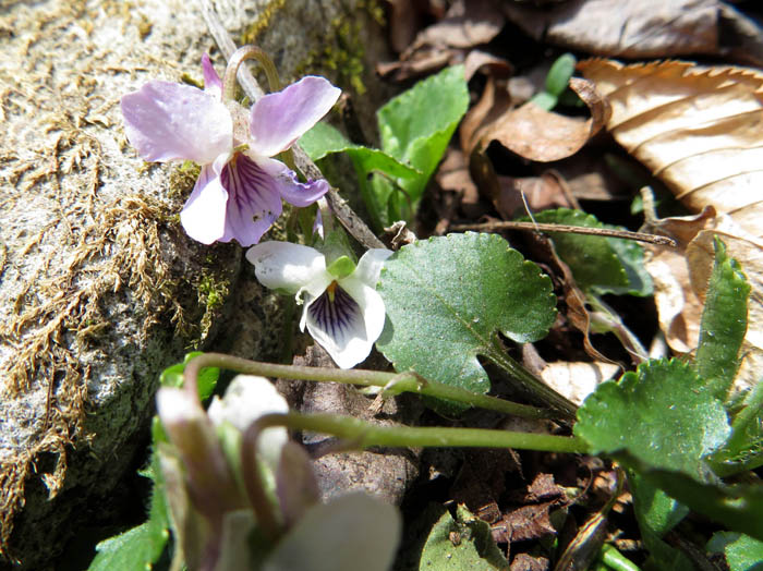 photoスミレ白と薄紫