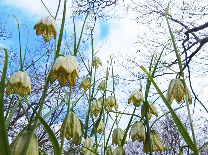 photo6釣鐘型のバイモの花