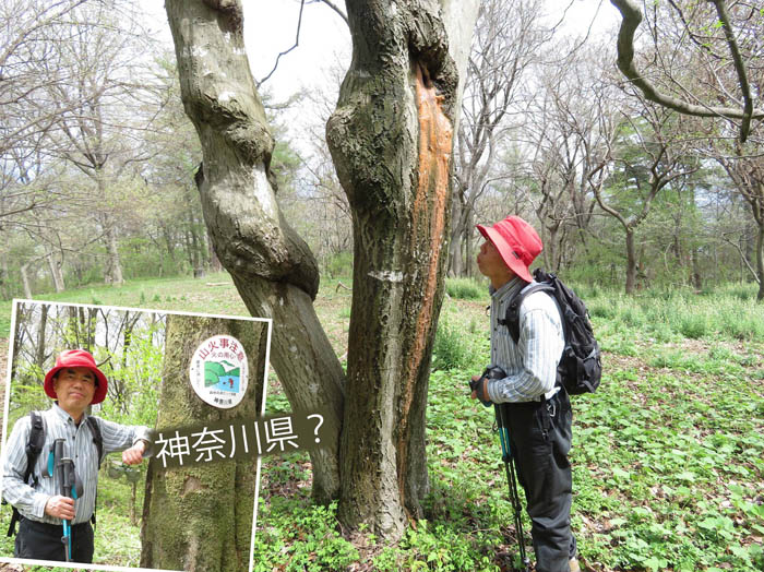 photo7虫が喜びそうな樹液