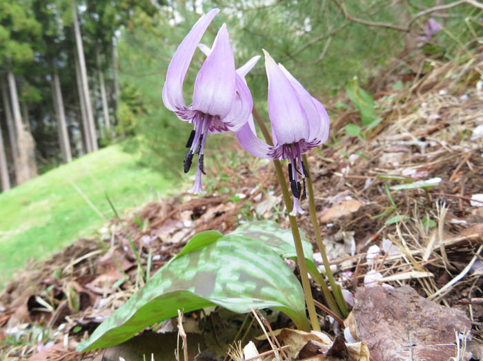 photo14カタクリ